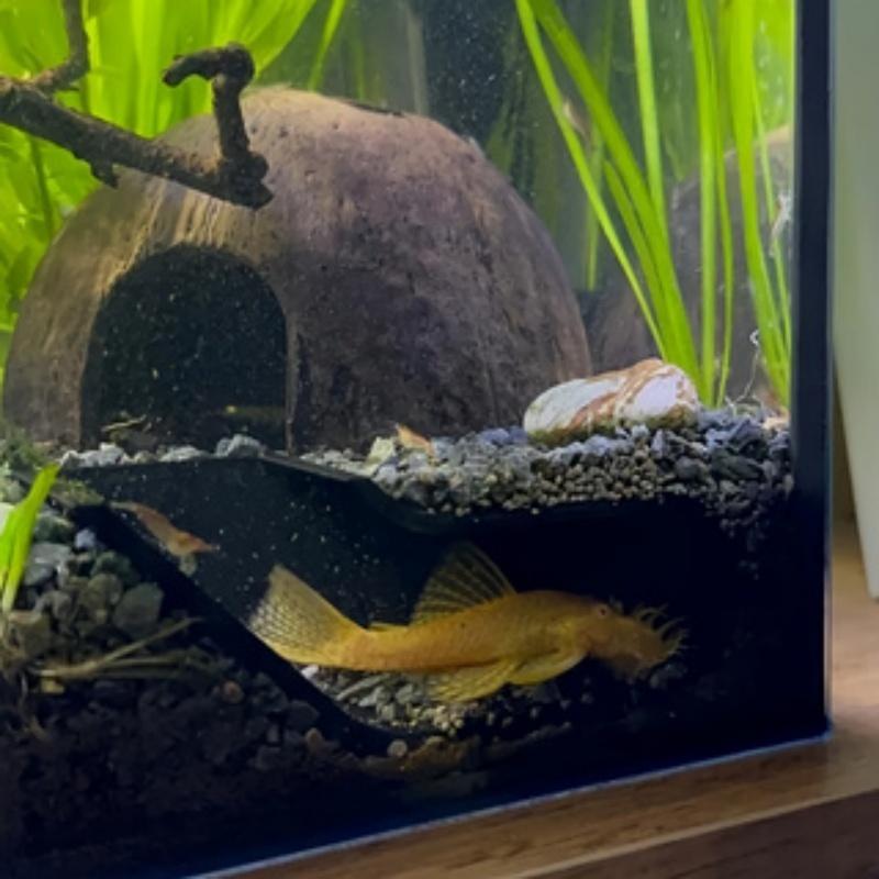 Fish Tank Corner Cave Hideaway & Observation Window, Aquarium Decorative Hiding Spot, Fish Shrimp Habitat Enhancement