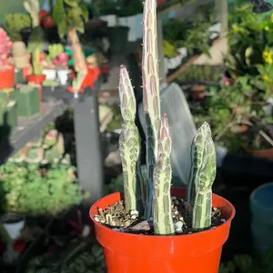 Pickle Cactus | Live Succulent Plant | 4”