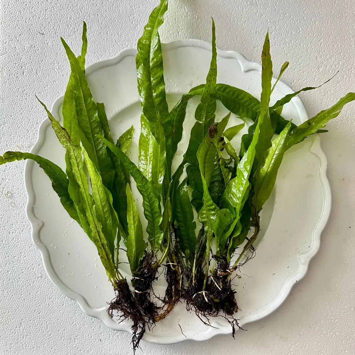 Java Fern - Easy, Low Light, Beginner-friendly Plant for Fish Tanks - Ideal for Bettas, Goldfish, & Cichlids