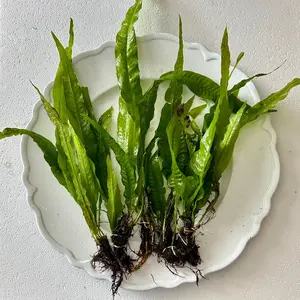 Java Fern - Easy, Low Light, Beginner-friendly Plant for Fish Tanks - Ideal for Bettas, Goldfish, & Cichlids