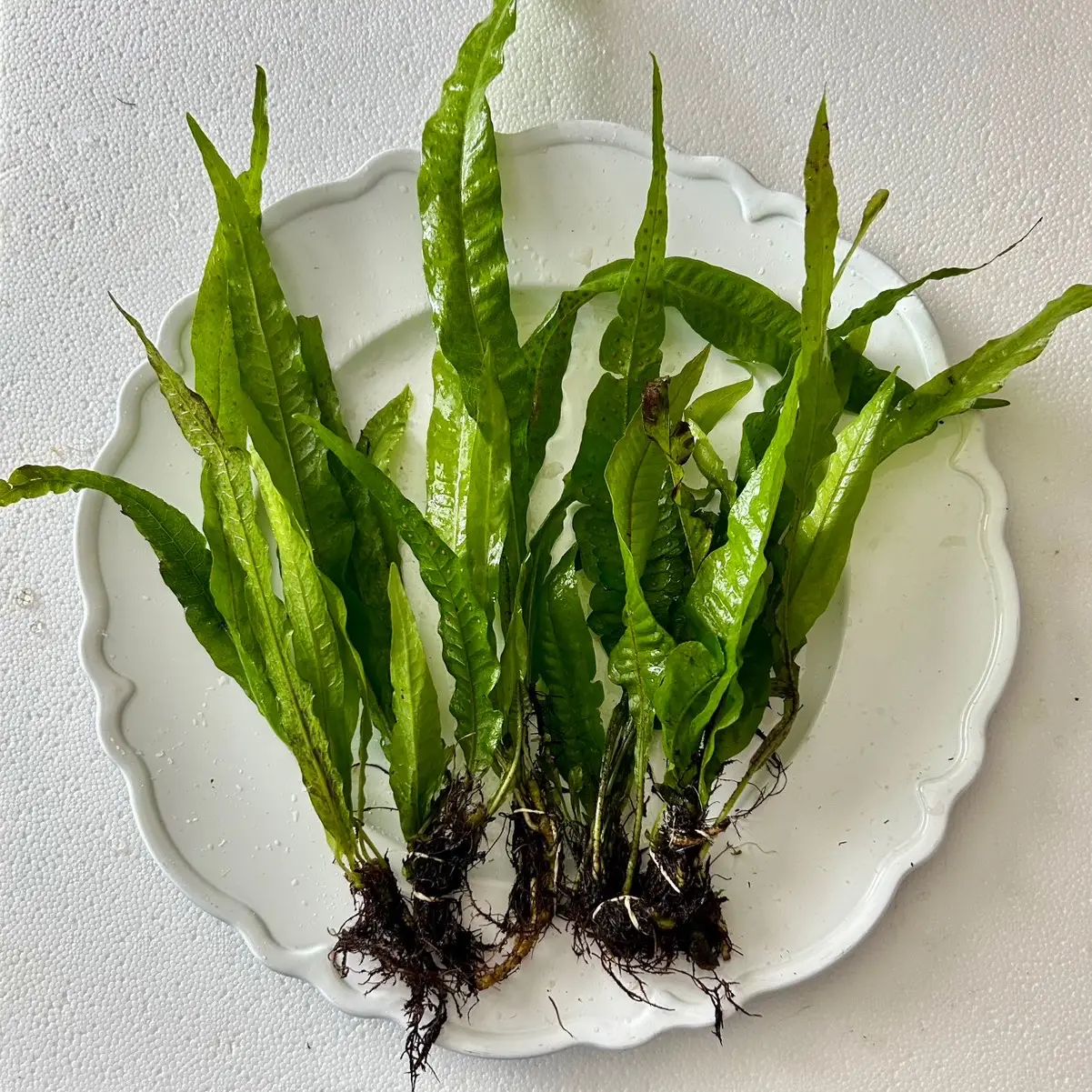 Java Fern - Easy, Low Light, Beginner-friendly Plant for Fish Tanks - Ideal for Bettas, Goldfish, & Cichlids