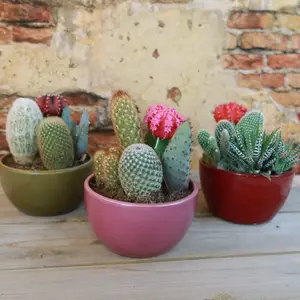 Gift 3 Cacti & 1 Succulent Assorted Ceramic Bowl Planters