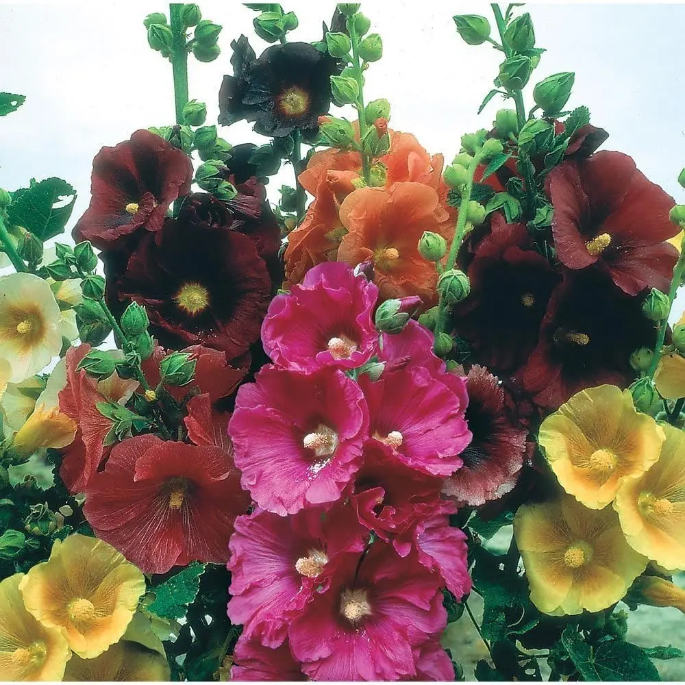 200pcs mixed Hollyhock Seeds Radiant Rose - Mixed Colors, Non GMO Heirloom Garden Hardy Biennial, Vibrant & Tall Flowers - Ideal for Season-Long Blooms