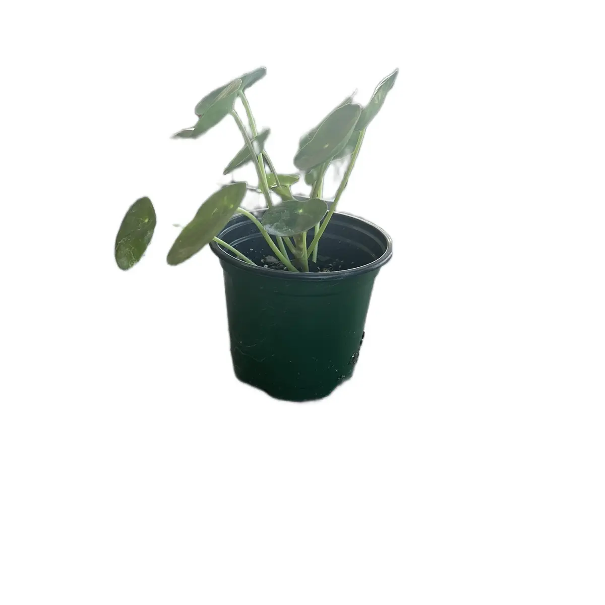 money tree in water BubbleBlooms Braided Money Tree Pachira aquatica in a 4 inch Pot Water –  Florida House Plants main image 0