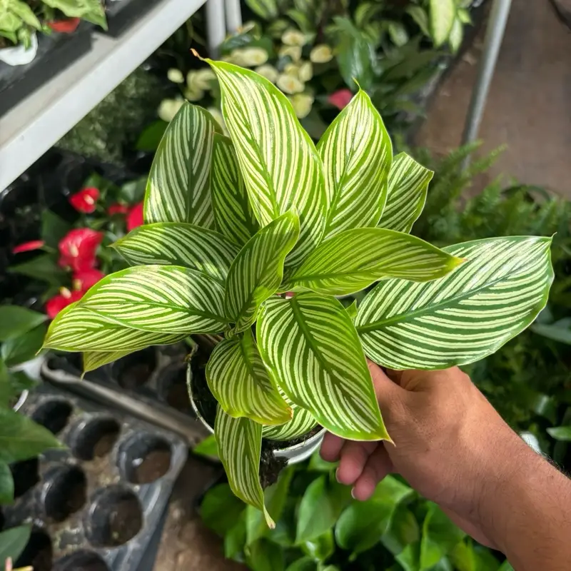 Calathea Vittata “Brushstroke” - 4 Inch