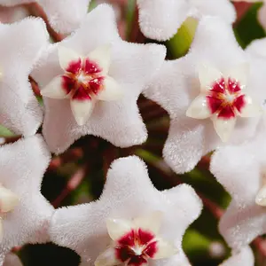 Hoya Krimson Princess Pink Plant - Semi-Succulent Perennial with Waxy Foliage & Gorgeous Blooms - Perfect for Novice Houseplant Owners - Available in Nursery Pot or Valentina Terracotta Planter
