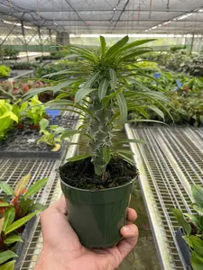 Pachypodium 'lamerei' (Madagascar Palm) - Prickly Prince from Madagascar: Exotic and Resilient Houseplant with Unique Spines