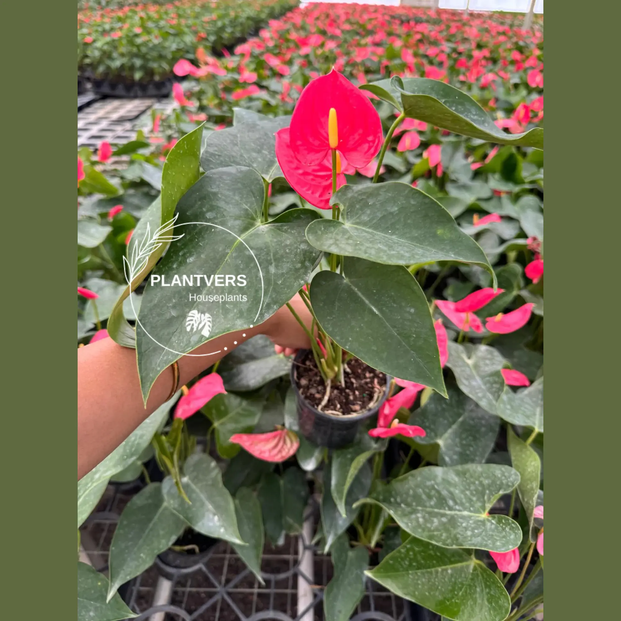 Pink Anthurium (Anthurium andraeanum) – 4" Nursery Pot | Flamingo Flower | Indoor Flowering Plant