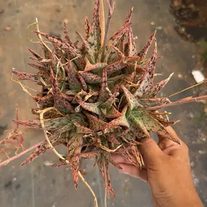 Aloe Pink Blush 6 inch pot Plant
