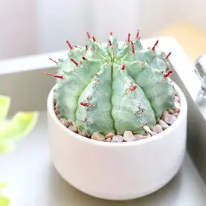 Euphorbia horrida Cactus