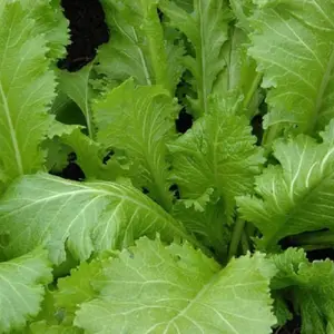 Henpeck Mustard Seeds (Brassica juncea) Grow this heirloom variety for its bold, peppery greens—ideal for Southern cooking, pickling, and flavorful garden harvests