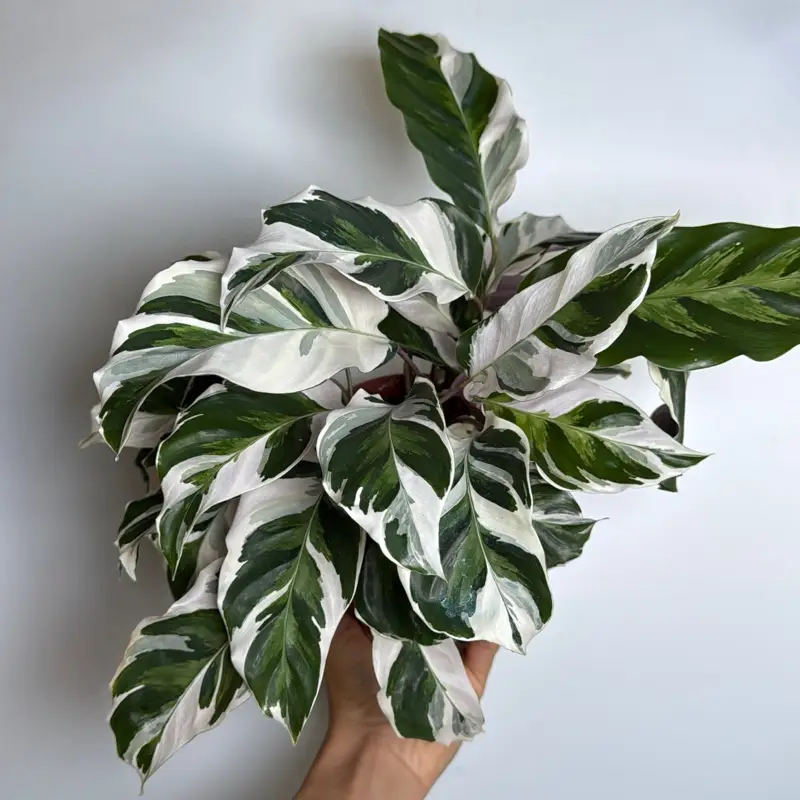 Calathea White Fusion 6” pot Pet Safe plant, Unique Leaves, Indoor Home Decoration, Indoor Light