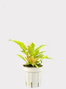 Philodendron Ring of Fire Plant