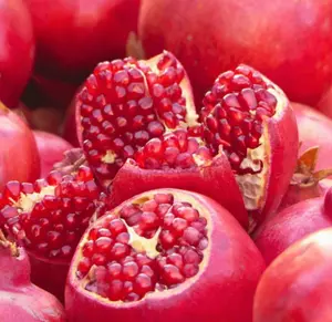 Pomegranate Tree Live Plant Live Plant for Planting 8 to 12 Inch Tall - Pomegranate Fruit Tree - Punica Granatum Plant