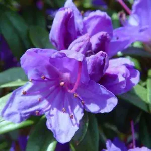 Blue Baron Rhododendron