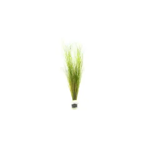 Umbrella Hair Grass (Eleocharis Vivipara)