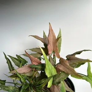 Syngonium Mickey 4" Pot Plant -  Live Tropical Houseplant for Beginners Unique