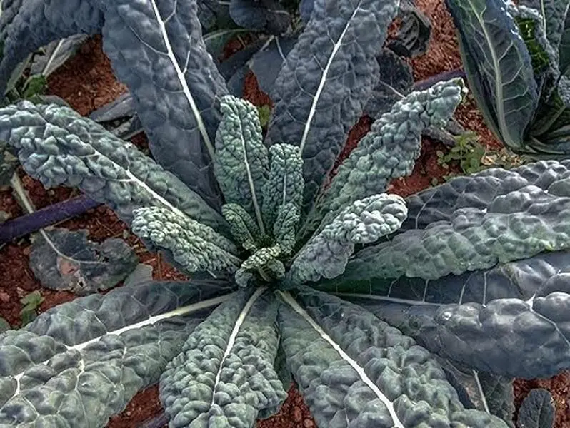 1000 Black Tuscan Lacinato Kale Seeds for Planting Kale 3.5+ Grams Garden Vegetable Survival