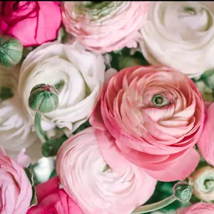 (10) Spring Bliss Pastels Mix Ranunculus Corms Bulbs Tubers Spring Garden Flowers