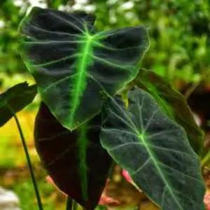 Black Beauty Elephant Ear Live Plant - Colocasia antiquorum - Colocasia esculenta - Starter live Plant in pot 3 to 6" tall