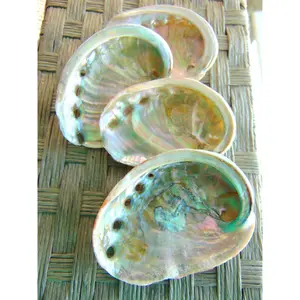 Abalone Shells