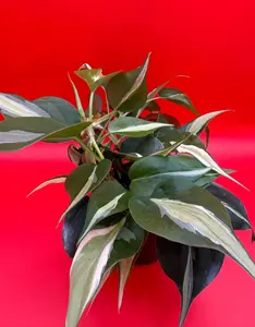 Philodendron Silver Stripe | 4 Inch Pot | House Plant | Live Plant | Decoration