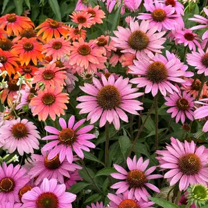 200 Coneflower Seeds for Planting, Echinacea Purple Wildflower Seeds, Pollinator Friendly Garden Flowers, Easy to Grow, Non-GMO, Seeds Only, Not Live Plants