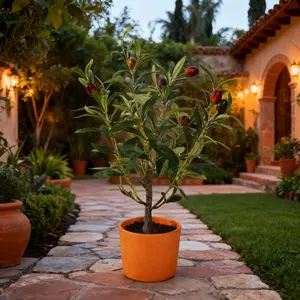 18" Olive Tree in 4.5" Clay Pot Orange Terracotta Realistic Ceramic & Plastic Decorative Plant Versatile Home Decor