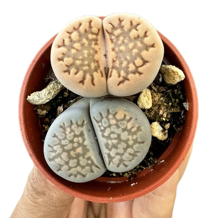Lithops 1.25 inch pot Living Stones Live Plant Lithops 1.25 inch pot Living Stones Live Plant