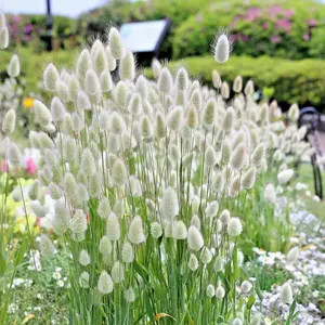 Bunny Tails Flower LAGURUS OVATUS hare's tail grass flowering seed 15 seeds