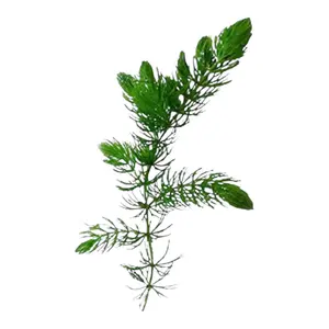 Hornwort, Ceratophyllum Demersum Background Plant, Live Aquarium Plant for Aquascaping