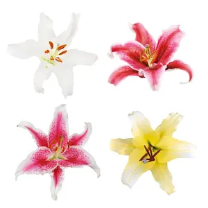 Assorted Oriental Lilies
