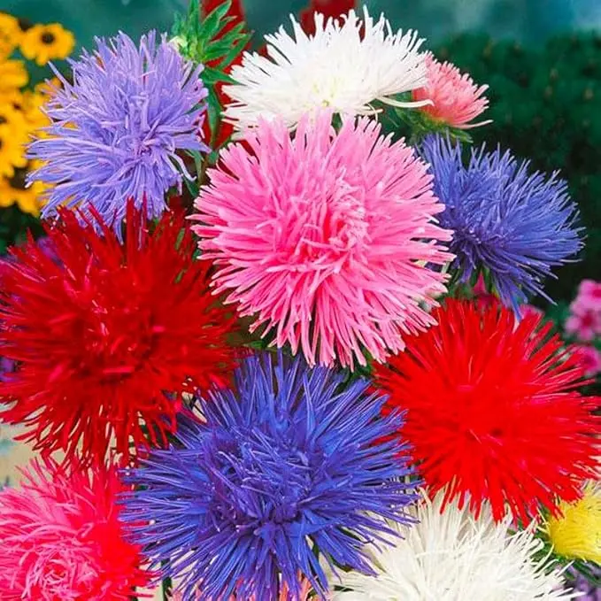 2000pcs Mixed Aster Seeds – Create a Dream Garden of Blooms