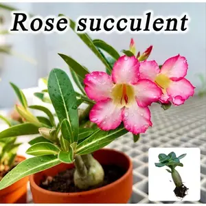 Rose succulent seedlings - beautiful rosette shape, easy to maintain for home gardening, perfect for beginners