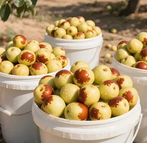 2000+Rock Sugar Jujube Seeds – Highly sweet and juicy, easy to grow, and cold-resistant fruit tree seeds, suitable for backyard planting/family orchards. Produce healthy, fresh jujubes with a high germination rate.