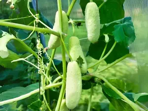 White Wonder Heirloom Cucumber Seeds - Bianco Primaticcio, Organic, Non-GMO . 20+ organic seeds