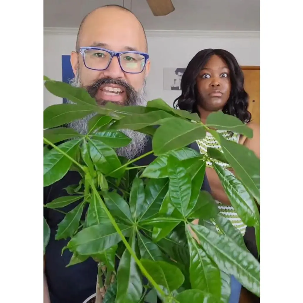 Pachira Aquatica, Money Tree, Live Houseplant, Indoor Plant