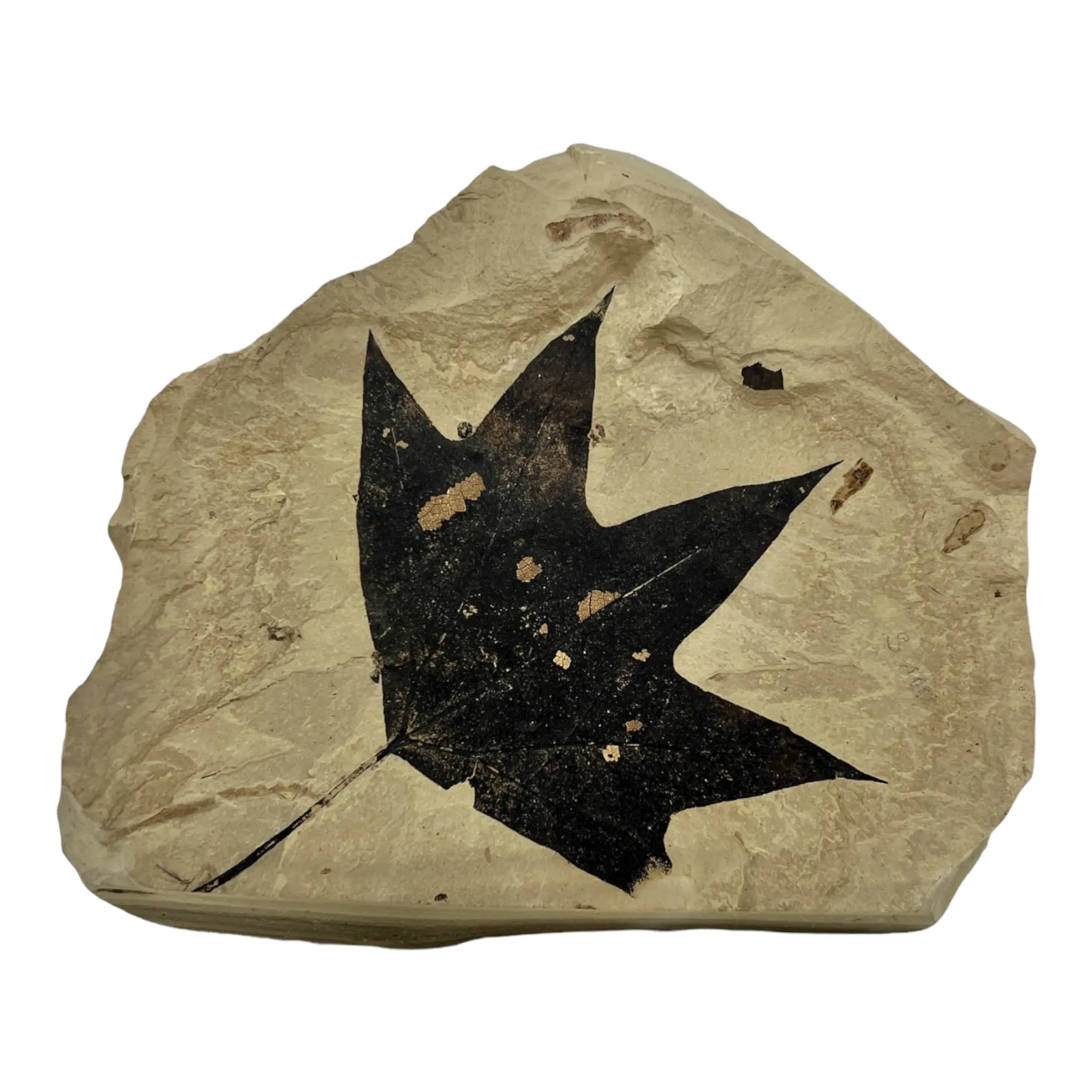 Fossil Maple Leaf - Stunning Natural Decor