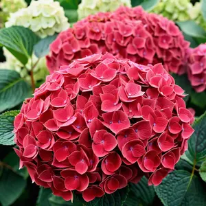 5 Red Hydrangea Seeds - Flower Seed Pack, Perennial Blooms, Vibrant Garden Accent, Cottage Garden Beauty, Bold Summer Color