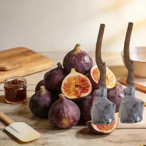 Black Mission Fig Tree , Beginner Friendly Fruit Plant, Easy to Grow in Pots or Backyard Garden, High Yield Fig Variety