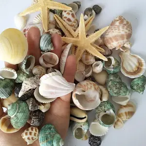 80pcs Home Decorations Sea Shells Mixed Beach Seashells, Colorful Natural Seashells for Party Wedding Decor, DIY Crafts