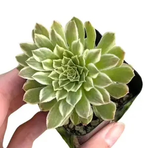 Live Aeonium Emerald Ice Plant - Variegated Aeonium Emerald Ice Plant - Rare Succulent Plant - 2 Inch Pot