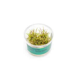 Cryptocoryne Wendtii Green Gecko UNS Tissue Culture