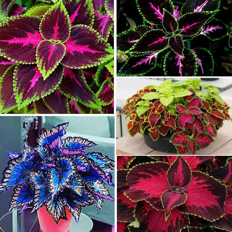 coleus bonsai - TikTok Shop
