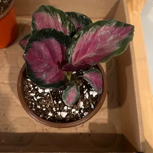 Calathea Roseopicta Rosy 6 in Live Indoor Plant, Low-Maintenance Tropical Houseplant for Home Decor pet friendly