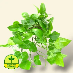 Green Jade Pothos 6” - Low Maintenance Hanging House Plant