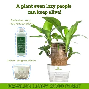 Brazilian Lucky Wood Live Plant - U.S. Grown with Nutrient Solution, Minimalist/Boho Indoor Desktop Ornament, Low-Maintenance Lucky Plant