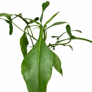 Philodendron Joepii 4" Pot Rare Collector's House Plant with Unique Leaves for Indoor Decoration & Beginner-Friendly Care