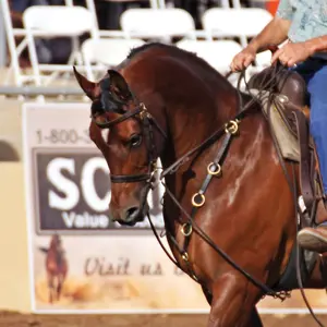 Billy Royal 10 Ring Training Martingale