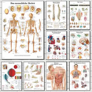 1PC Frameless Muscular System Posters and Prints Anatomy Chart Human Body School Medical Science Educational Canvas Paintings Home Decor  (26 Style Options)